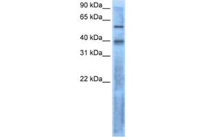 Western Blotting (WB) image for anti-Left-Right Determination Factor 2 (LEFTY2) antibody (ABIN2462529) (LEFTY2 anticorps)