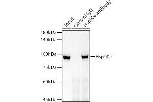 Immunoprecipitation analysis of 300 μg extracts of 293T cells using 3 μg Hsp90α antibody (ABIN7267588). (HSP90AA1 anticorps)