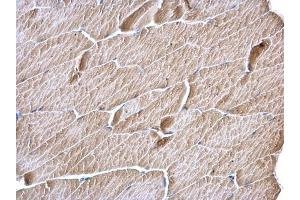 IHC-P Image MCD antibody [N2C1], Internal detects MCD protein at cytosol on mouse muscle by immunohistochemical analysis.