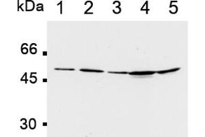 Western Blotting (WB) image for anti-Polymerase (DNA Directed), delta 2, Accessory Subunit (POLD2) antibody (ABIN567777) (POLD2 anticorps)