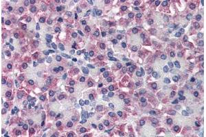 Human Pancreas (formalin-fixed, paraffin-embedded) stained with TTR antibody ABIN337094 at 10 ug/ml followed by biotinylated anti-goat IgG secondary antibody ABIN481715, alkaline phosphatase-streptavidin and chromogen. (TTR anticorps  (AA 89-100))