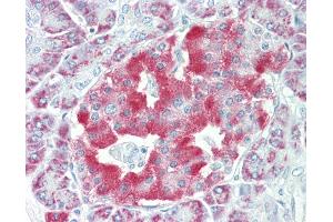 Anti-NARP / NPTX2 antibody IHC staining of human pancreas. (NPTX2 anticorps  (AA 309-338))