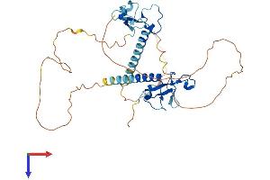 AlphaFold protein structure predicition of Human Recombinant MBNL2 Protein, UniprotID Q5VZF2