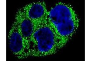 Confocal immunofluorescent analysis of AMACR Antibody (C-term) with HepG2 cell followed by Alexa Fluor® 488-conjugated goat anti-rabbit lgG (green).
