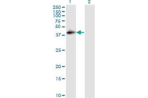 Western Blot analysis of CD55 expression in transfected 293T cell line by DAF monoclonal antibody (M01), clone 1G3.