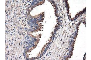 Image no. 8 for anti-Tubulin, alpha-Like 3 (TUBAL3) (AA 150-446) antibody (ABIN1490956)