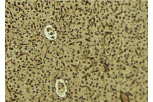 ABIN6279816 at 1/100 staining Mouse liver tissue by IHC-P. (SH3BGRL3 anticorps  (Internal Region))