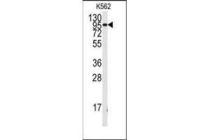 Western blot analysis of anti-FGFR1 Antibody in K562 cell line lysates (35ug/lane). (FGFR1 anticorps  (Tyr154))