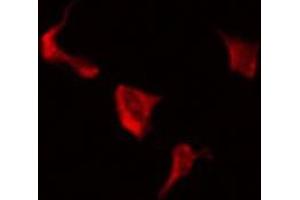 ABIN6275214 staining RAW264. (LRP3 anticorps  (C-Term))