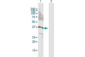 Western Blot analysis of GPS2 expression in transfected 293T cell line by GPS2 MaxPab polyclonal antibody. (GPS2 anticorps  (AA 1-327))