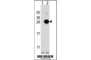 Western blot analysis of MOBKL1B using rabbit polyclonal MOBKL1B Antibody using 293 cell lysates (2 ug/lane) either nontransfected (Lane 1) or transiently transfected (Lane 2) with the MOBKL1B gene. (MOB1A anticorps  (C-Term))