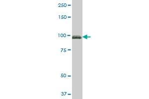 FBLN1 MaxPab polyclonal antibody. (Fibulin 1 anticorps  (AA 1-683))