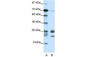 CDK5 antibody (20R-1202) used at 0. (CDK5 anticorps  (C-Term))