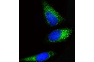 Immunofluorescent analysis of 4 % paraformaldehyde-fixed, 0.