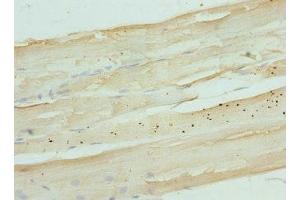 Immunohistochemistry of paraffin-embedded human skeletal muscle tissue using ABIN7165854 at dilution of 1:100 (NDRG2 anticorps  (AA 152-371))