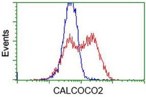 HEK293T cells transfected with either RC203843 overexpress plasmid (Red) or empty vector control plasmid (Blue) were immunostained by anti-CALCOCO2 antibody (ABIN2453920), and then analyzed by flow cytometry. (CALCOCO2 anticorps)