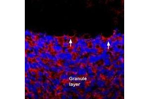 Expression of GluK1 in rat cerebellum - Immunohistochemical staining of perfusion-fixed frozen rat brain sections using Anti-GRIK1 (GluK1) (extracellular) Antibody (ABIN7043237, ABIN7044334 and ABIN7044335), (1:400), followed by donkey anti rabbit-Cy3 antibody.