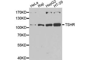 Western blot analysis of extracts of various cell lines, using TSHR antibody (ABIN5974109) at 1/1000 dilution. (TSH receptor anticorps)