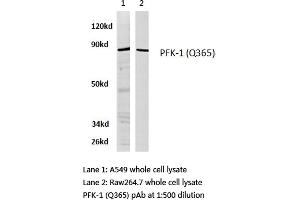 Western blot (WB) analysis of PFK-1 antibody in extracts from A549 and raw264. (PFKL anticorps)