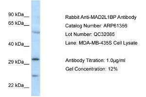 Western Blotting (WB) image for anti-MAD2L1 Binding Protein (MAD2L1BP) (N-Term) antibody (ABIN2788777)