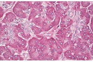 Image no. 2 for anti-GTPase NRas (NRAS) (AA 91-140) antibody (ABIN6749779)