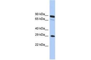 Image no. 1 for anti-Homeobox C5 (HOXC5) (C-Term) antibody (ABIN6744489) (Homeobox C5 anticorps  (C-Term))