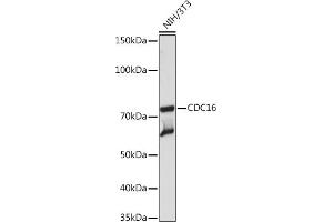 CDC16 antibody