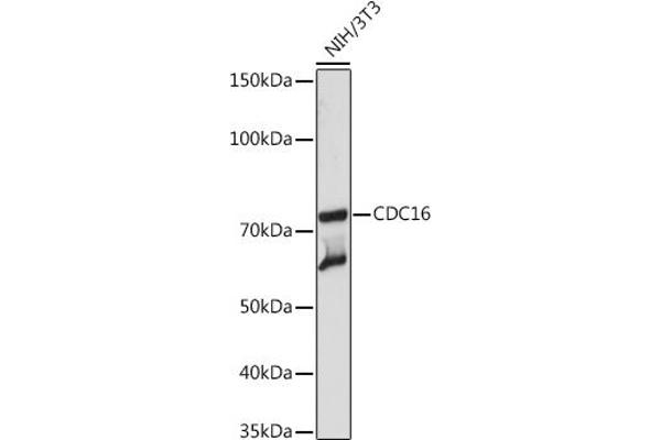 CDC16 anticorps