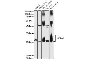 Western blot analysis of extracts of various cell lines, using  antibody (ABIN3021494, ABIN3021495, ABIN3021496 and ABIN6215152) at 1:500 dilution. (APOA1 anticorps  (AA 20-267))