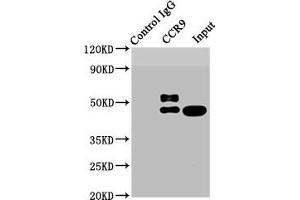 Immunoprecipitating CCR9 in HL-60 whole cell lysate Lane 1: Rabbit control IgG instead of ABIN7127390 in HL-60 whole cell lysate. (Recombinant CCR9 anticorps)