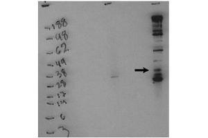 Image no. 1 for anti-Sphingosine Kinase 1 (SPHK1) (pSer225) antibody (ABIN4620349) (SPHK1 anticorps  (pSer225))