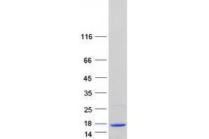 Validation with Western Blot