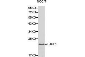 Western Blotting (WB) image for anti-Teratocarcinoma-Derived Growth Factor 1 (TDGF1) antibody (ABIN1875048) (TDGF1 anticorps)