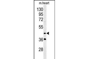 MYLIP Antibody (Center ) (ABIN651508 and ABIN2840270) western blot analysis in mouse heart tissue lysates (35 μg/lane).