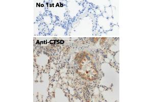 Immunohistochemistry (IHC) image for anti-Cathepsin D (CTSD) (C-Term) antibody (ABIN6254162) (Cathepsin D anticorps  (C-Term))