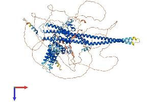 AlphaFold protein structure predicition of Mouse Recombinant Arhgap29 Protein, UniprotID Q8CGF1