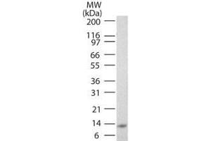 Image no. 1 for anti-Interleukin 25 (IL25) antibody (Biotin) (ABIN1102480) (IL-25 anticorps  (Biotin))
