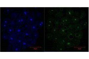 Immunofluorescence (IF) analysis of HeLa, diluted at 1:200. (Histone 3 anticorps)