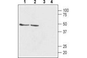 Western blot analysis of rat (lanes 1 and 3) and mouse (lanes 2 and 4) brain membranes: - 1,2.