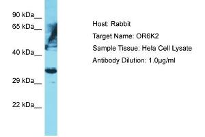 Host: Rabbit Target Name: OR6K2 Sample Type: Hela Whole Cell lysates Antibody Dilution: 1. (OR6K2 anticorps  (C-Term))