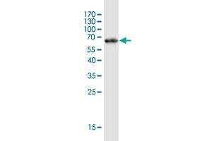 Western Blot detection against Immunogen (69.