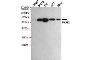 Western blot detection of PKM2 in COS7,PC12,C6,3T3 and Hela cell lysates using PKM2 mouse mAb (1:1000 diluted). (PKM2 anticorps)