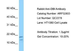 WB Suggested Anti-DBI Antibody   Titration: 1. (Diazepam Binding Inhibitor anticorps  (N-Term))