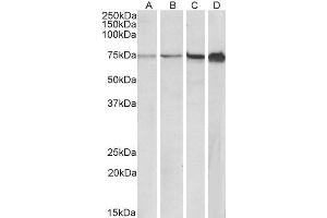 ABIN1590115 (0. (RPA1 anticorps  (AA 323-337))