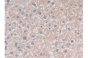 IHC-P analysis of Human Liver Tissue, with DAB staining. (MIB2 anticorps  (AA 687-930))