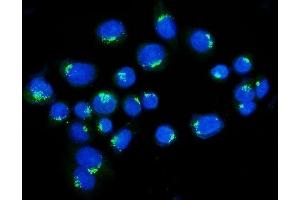 IF analysis of Golgin 97/GOLGA1 using anti-Golgin 97/GOLGA1 antibody (ABIN7599539). (GOLGA1 anticorps  (AA 1-752))