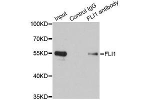 Immunoprecipitation analysis of 200ug extracts of Jurkat cells using 1ug FLI1 antibody. (FLI1 anticorps)