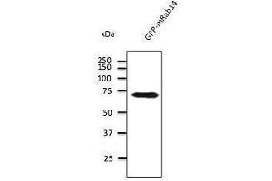 Anti-Rabia Ab at 1/500 dilution, 293 cells transfected with GFP-Rab7a, 293FT, Di7, At-T2 and 3T3, lysates at 100 per Iane, rabit polyclonal to goat lµg (HRP) at 1/10,000 dilution,