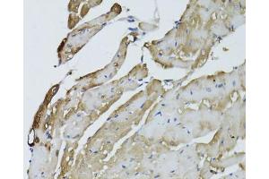 Immunohistochemistry of paraffin-embedded mouse heart using GAPDH antibody. (GAPDH anticorps  (AA 1-335))