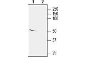 Western blot analysis of mouse brain lysate: - 1.